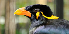 Dieser Beo ist nur einer der Bewohner des Bali Bird an Reptile Park. Viele davon laufen frei herum Beo im Bali Bird an Reptile Park