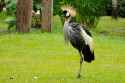 Tiere im Bali Bird and Reptile Park