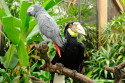 Tiere im Bali Bird and Reptile Park