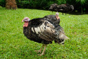 Tiere im Bali Bird and Reptile Park