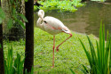 Flamingos im Bali Bird and Reptile Park