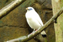 Balistar im Bali Bird and Reptile Park
