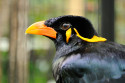 Beo im Bali Bird and Reptile Park