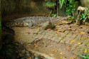 Krokodil im Bali Bird and Reptile Park