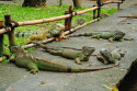 Leguane im Bali Bird and Reptile Park