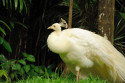 Pfau im Bali Bird and Reptile Park