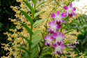 Blüten im Bali Orchid Garden in Denpasar, Bali