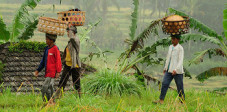 Arbeiterinnen auf Balis Reisterrassen