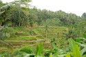 Die Umgebung von Mas, Bali