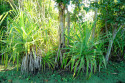 Pflanze im Taman Nasional Bali Barat