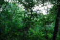 Dickicht im Taman Nasional Bali Barat