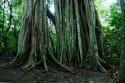 Ficus im Taman Nasional Bali Barat