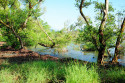 Mangroven im Taman Nasional Bali Barat