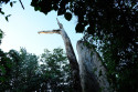 Toter Baum im Taman Nasional Bali Barat
