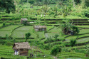 Reisterrasse bei Amed, Bali