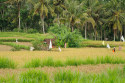 Reisterrasse bei Bangli, Bali