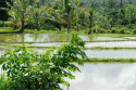 Reisterrasse bei Mas, Bali