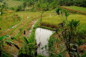 Reisterrasse bei Tabanan, Bali