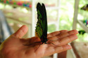 Schmetterling im Schmetterlingspark im Zentrum Balis
