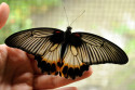 Schmetterling im Schmetterlingspark im Zentrum Balis