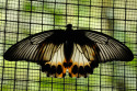 Schmetterling im Schmetterlingspark im Zentrum Balis