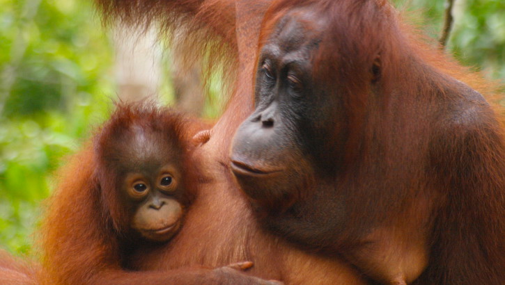 Borneo: Eine Reise zu den Orang-Utans