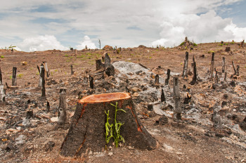 Regenwaldabholzung: Weniger Luft, dafür mehr Palmöl