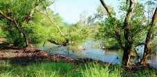 Die Menjangan Insel gehört zum Taman Nasional Bali Barat und ist recht naturbelassen Mangroven an der Menjangan Insel, Westbali