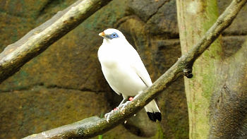 Der überaus seltene Balistar ist auch in Gefangenschaft nicht ständig zu sehen, denn er ist überaus scheu Balistar im Bali Bird and Reptile Park