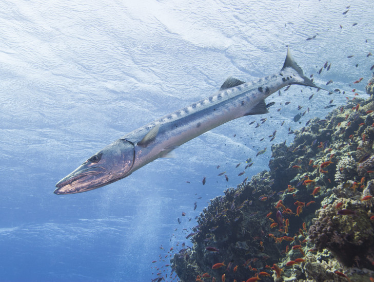 Barracudas werden bis zu 2 Meter lang, sind Raub- und Schwarmfische. Foto: © Paul Vinten / Shutterstock Barracuda im Freiwasser irgendwo vor Indonesien