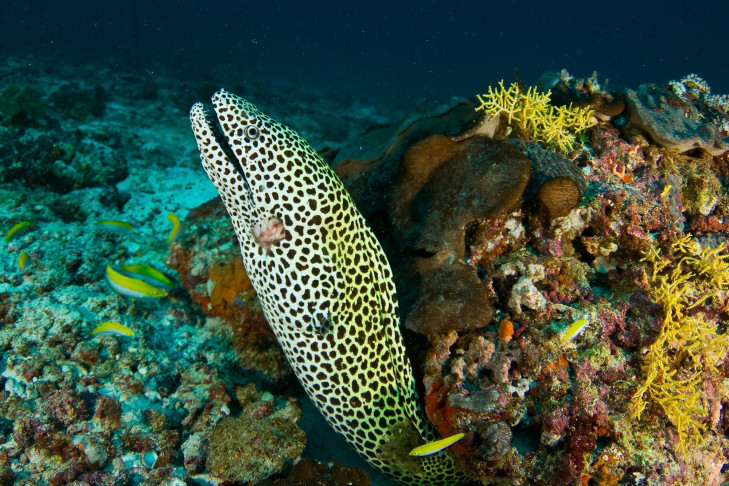 Muränen sind interessante Tiere, können aber bissig werden, wenn sie sich bedroht fühlen. Artikelbild: © Stanislav Glushko / Shutterstock Muräne in Riff vor Indonesien