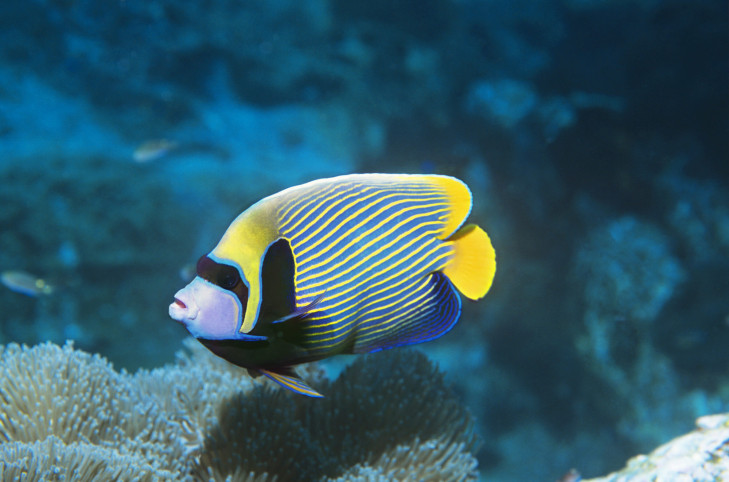 Kaiserfische gehören zu den farbenprächtigsten Fischen in Indonesiens Riffen. Artikelbild: © bikeriderlondon / Shutterstock Kaiserfisch in Riff vor Indonesien