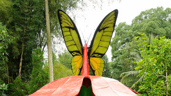 Ganz so groß wie diese Figur am Eingang des Schmetterlingsparks werden echte Birdwing Schmetterlinge natürlich nicht Figur eines Birdwing Schmetterlings