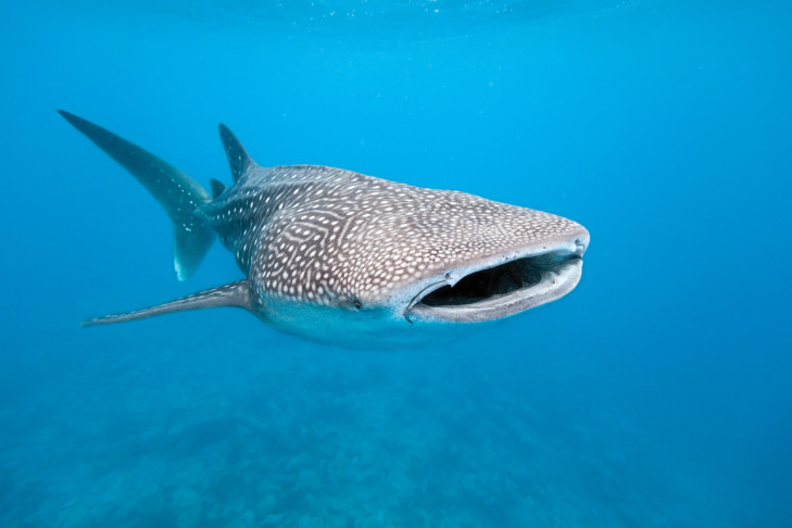 So ein Walhai kann bis zu 13 Meter lang werden und ist der größte Fisch überhaupt. Artikelbild: © Krzysztof Odziomek / Shutterstock Walhai vor der Küste Indonesiens