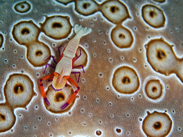 Eine Imperatorgarnele, nur ein paar Zentimeter lang, aber faszinierend anzusehen. © scubaluna / Shutterstock Imperatorgarnele auf bunter Koralle, Indonesien