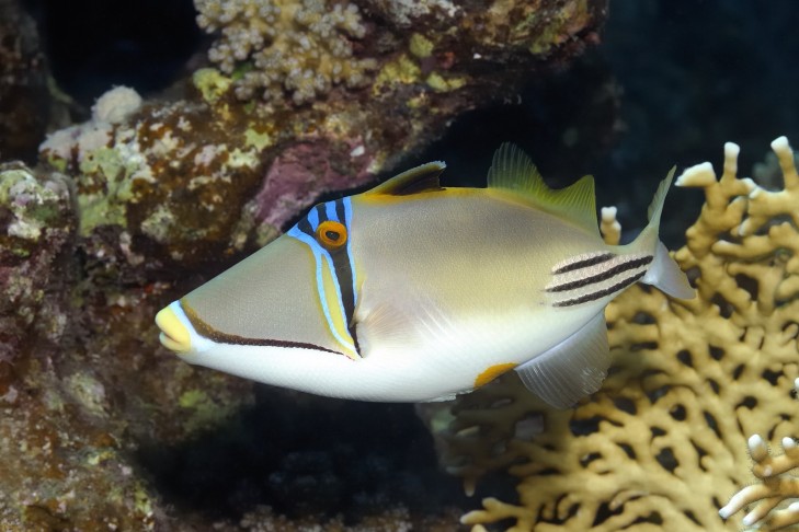 Drückerfische sind rund um die Riffe tropischer Gewässer recht häufig anzutreffen. Artikelbild: © kaschibo / Shutterstock Drückerfisch vor Riff in Indonesien