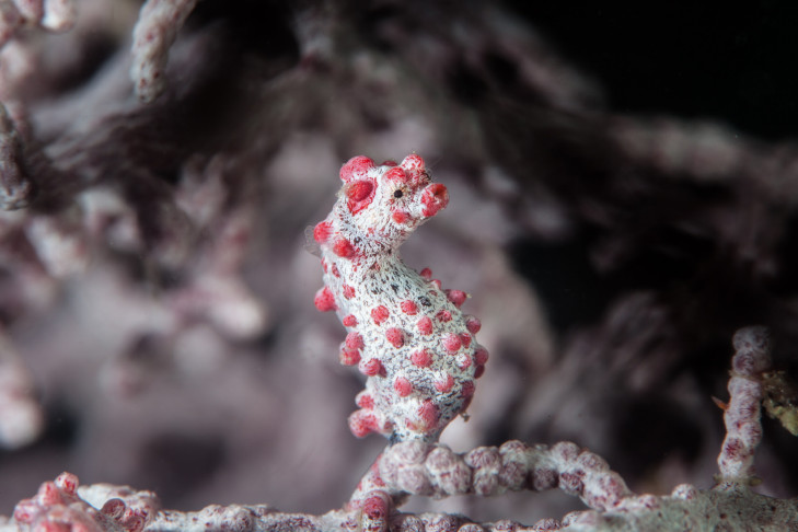 Das Seepferdchen gehört zu den bekannteren Riffbewohnern, nicht nur in Indonesien. Artikelbild: © Ethan Daniels / Shutterstock Seepferdchen vor Indonesien