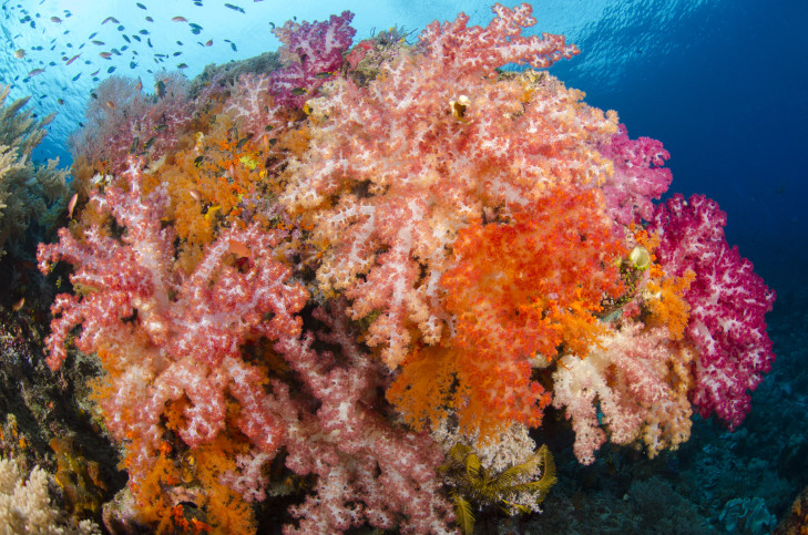 Mit solchen Weichkorallen sind die Riffhänge vor Indonesien dicht besetzt. Artikelbild: © Mike Veitch / Shutterstock Weichkoralle auf Riff vor Indonesien