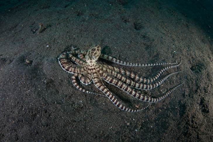 So einen Oktopus aus nächster Nähe zu beobachten ist ein ganz besonderes Erlebnis. © Ethan Daniels / Shutterstock Oktopus vor Indonesien