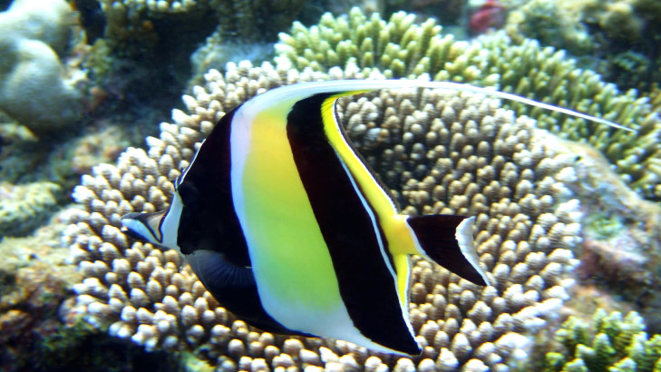 Solche kleinen und bunten Rifffische tummeln sich in tropischen Gewässern zuhauf. © Circumnavigation / Shutterstock Kleiner Rifffisch vor Indonesien