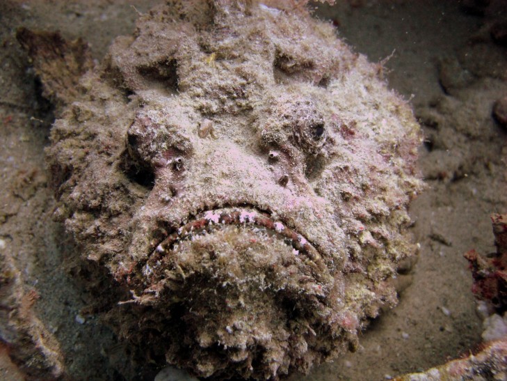 Steinfische sind fazinierende Lebewesen aber giftig und bisweilen auch tödlich. Foto: © Kristina Vackova / Shutterstock Steinfisch im Sand vor Indonesien