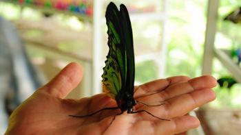 Ein wunderschönes Exemplar eines Swallowtail Schmetterlings, auch Ritterfalter genannt Swallowtail Schmetterling