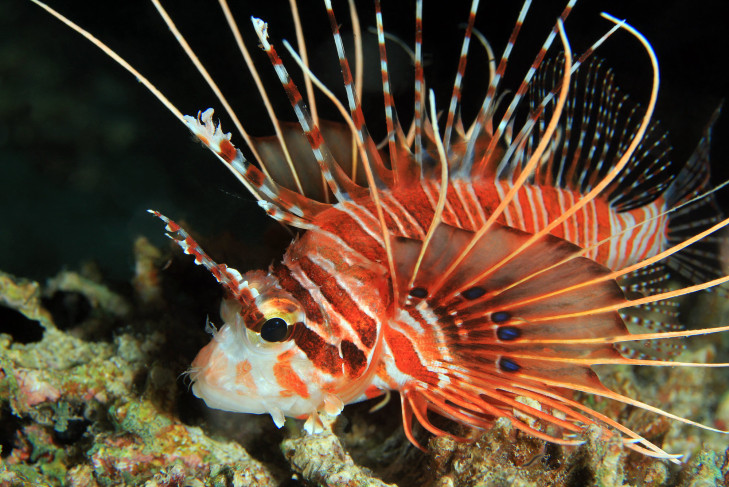 So wunderschön ein Rotfeuerfisch auch ist, er ist giftig, aber nicht tödlich. Artikelbild: © Andaman / Shutterstock Rotfeuerfisch auf Anemone vor Indonesien