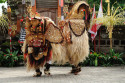 Die Figur des Barong wird von zwei Akteuren gespielt, die einiges an Kunstfertigkeit und Kondition benötigen Barong im Barong Tanz auf Bali