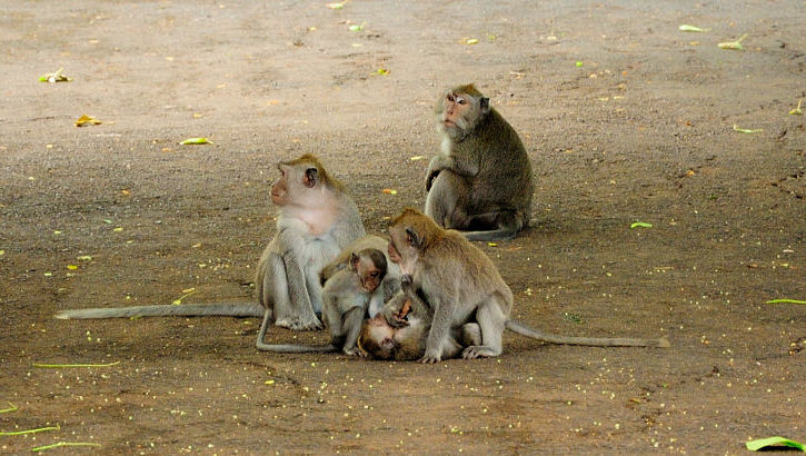Ganz in der Nähe der Künstlerstadt Ubud liegt einer der Affenwälder Balis mit seinen Langschwanzmakaken Affen im Affenwald von Ubud, Bali