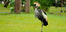 Im Bali Bird and Reptile Park laufen viele heimische und teils seltene Vögel frei herum Der Bali Bird and Reptile Park