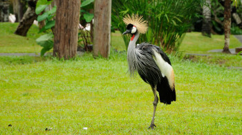 Im Bali Bird and Reptile Park laufen viele heimische und teils seltene Vögel frei herum Der Bali Bird and Reptile Park