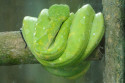 Schlange im Bali Bird and Reptile Park