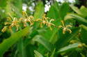 Blüten im Bali Orchid Garden in Denpasar, Bali