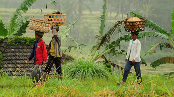 Bali, Vulkane, Reisterrassen und tausend Tempel